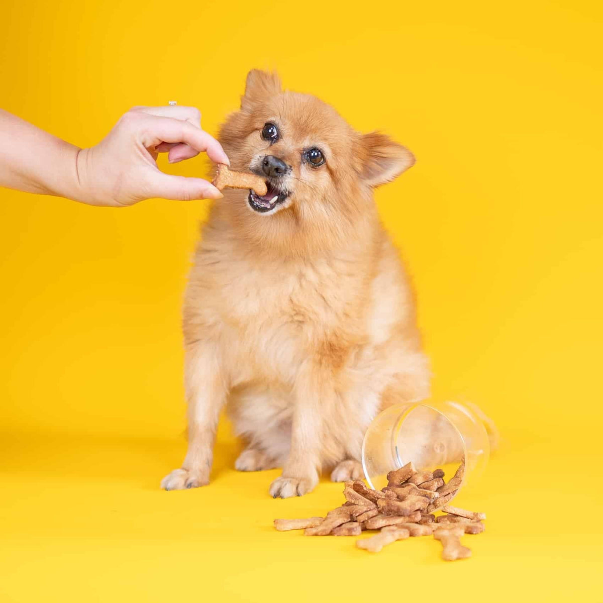 Dog and Bond Treat Mix - Tasty Cheese & Super Seaweed