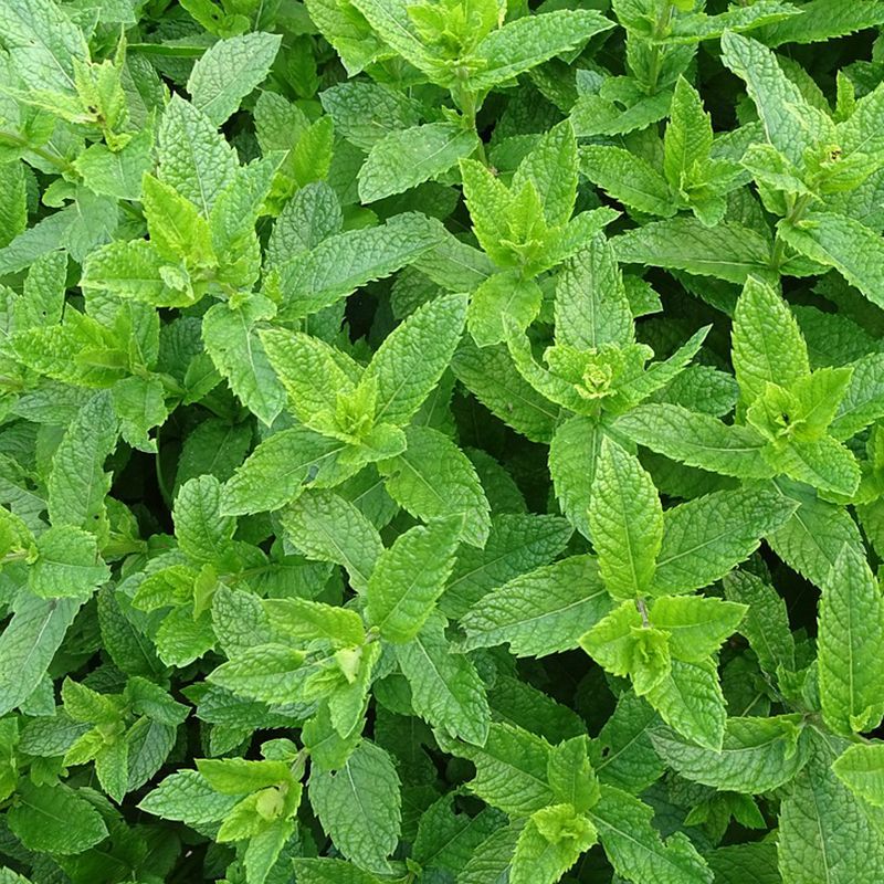 Nielsen-Massey Food Flavour – 60ml Peppermint Extract