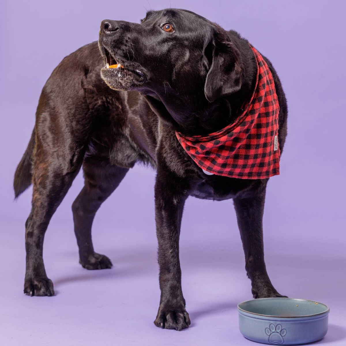 Mason Cash Reactive Large Dog Bowl - 18cm