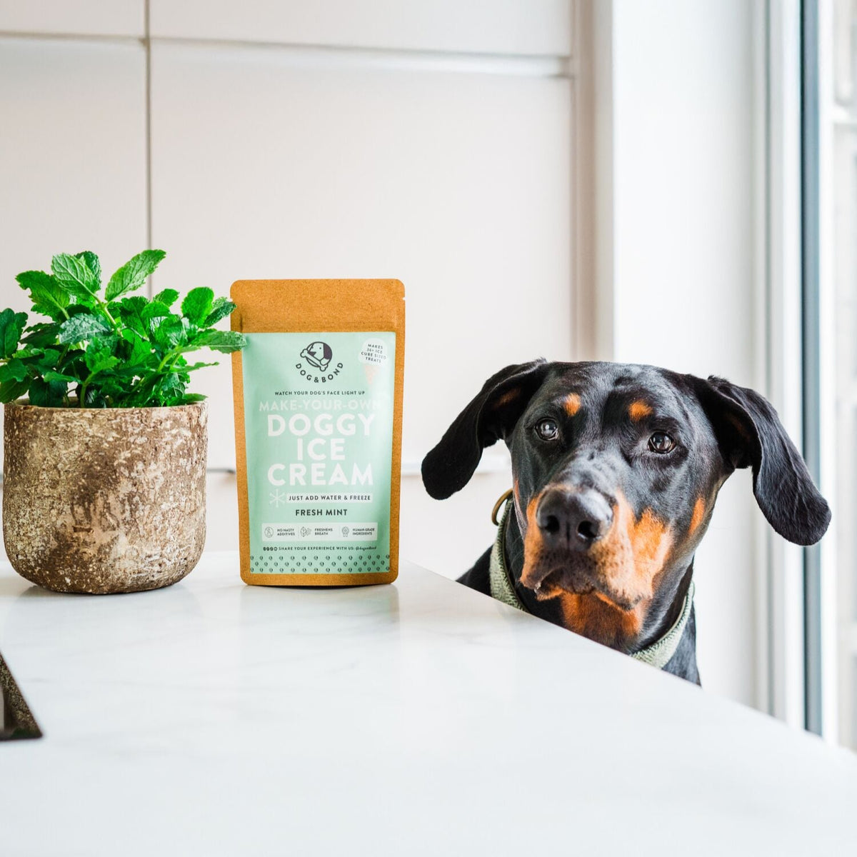 Dog & Bond Doggy Ice Cream Mint